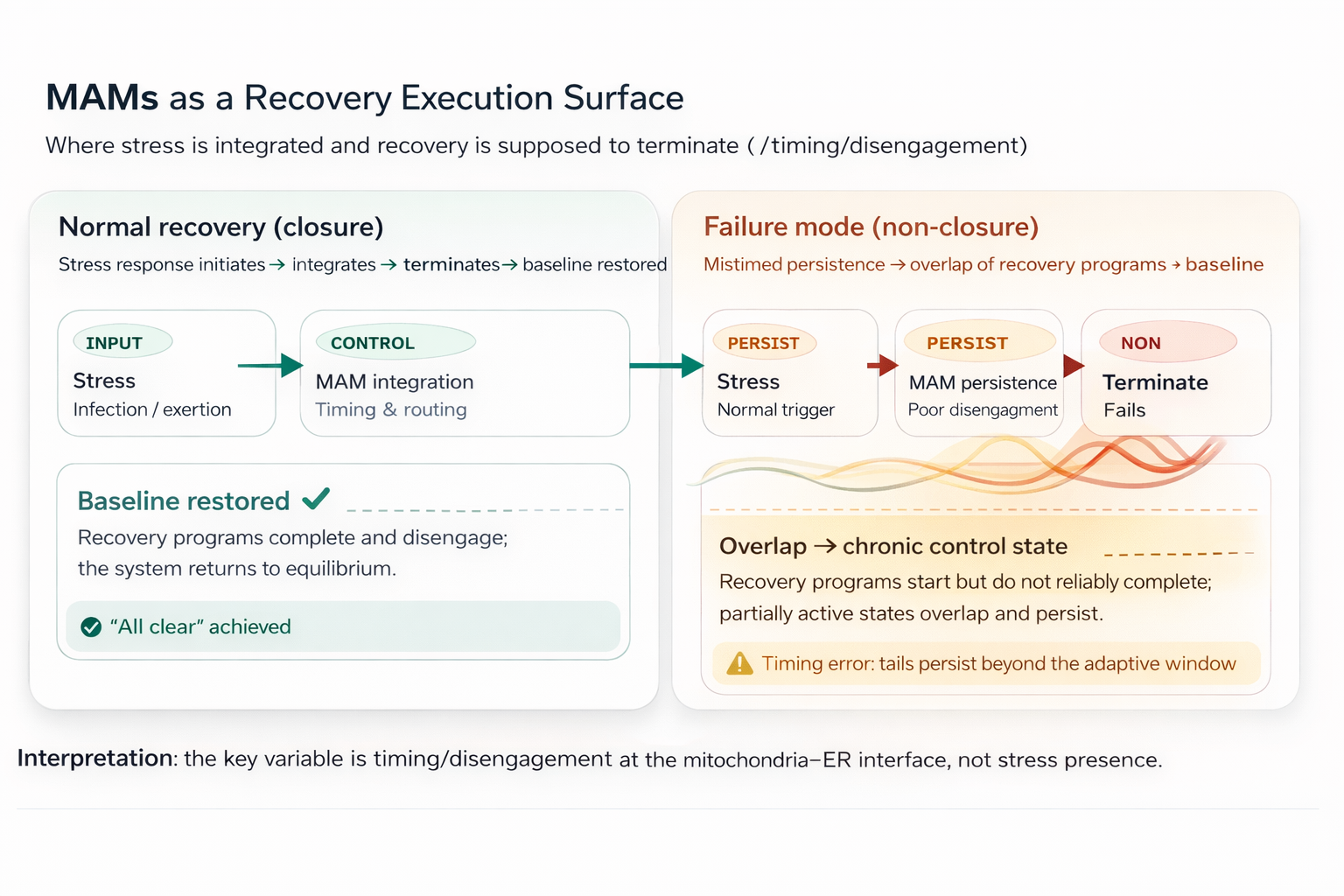 Diagram showing normal recovery closure versus failure mode non-closure: Stress → MAM integration → Termination → Baseline, and mistimed persistence → overlap → chronic control state.